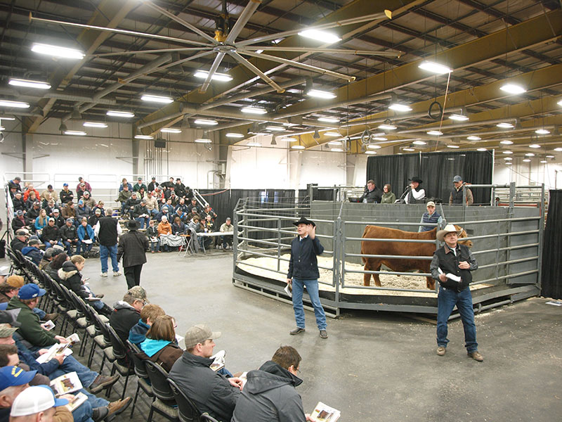 Canadian Bull Congress Auction House