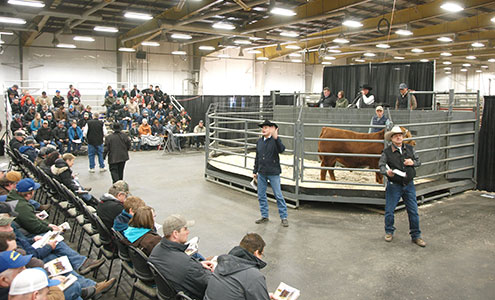 The Canadian bull congress auction house
